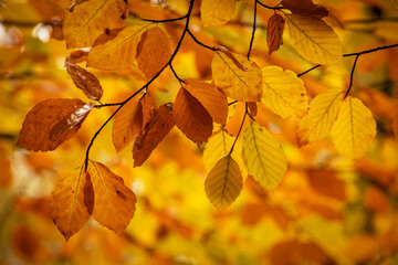 Autumn leaves hanging down