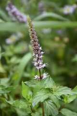 flowering mint