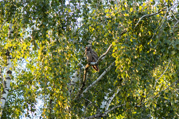 Owl Sitting On A Birch Branch