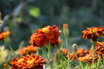 Summer garden flower