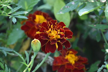 Summer garden flower