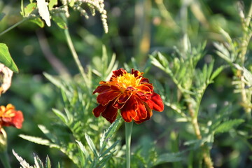 Summer garden flower