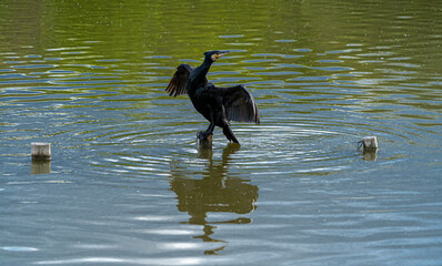 Single Portarit Black Cormorant Gannet Water Sea Bird perced in middle of water lake on wooden post with wings outstreched in cross shape and full refelecion in water