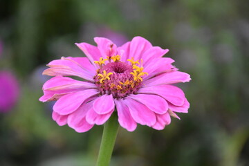 Fototapeta premium Summer garden flower