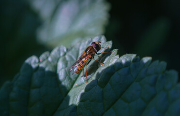 Yellow bee on the plant leaf