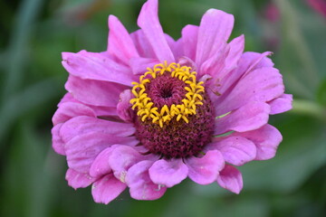 Summer garden flower