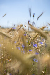 Zboża latem w Polsce © Mateusz