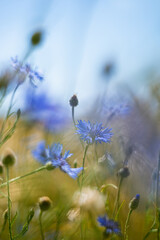 Chabry na polu latem w Polsce © Mateusz