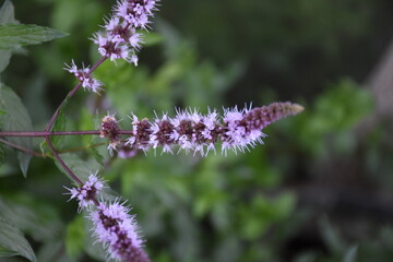 flowering mint