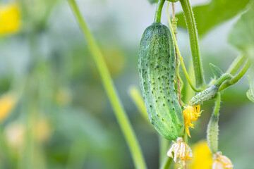 cucumbers growing on a branch in greenhouse