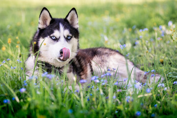 A charming dog of the Siberian Husky breed walks in a collar in nature in the park. Lies among the...