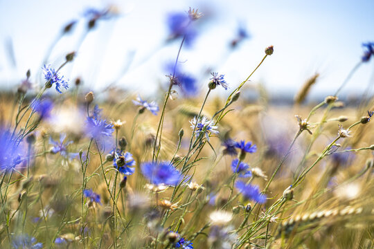 Chabry i stokrotki latem w Polsce