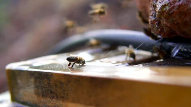 lavender and bees and butterflies and nature and water 