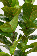 Naklejka na ściany i meble Ficus lyrata Bambino (Dwarf Fiddle Leaf Fig) foliage close up