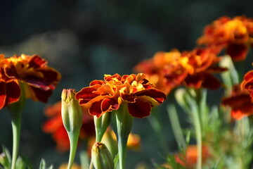 Summer garden flower