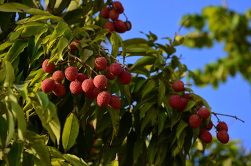 Beautiful lychee fruit hand picking up the ripe lychee fruit hang on tree in the plantation - Powered by Adobe