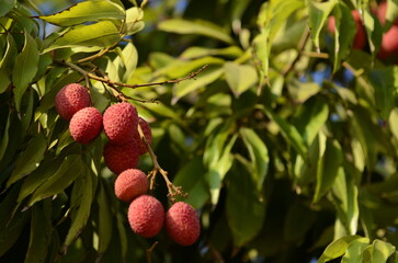 Beautiful lychee fruit hand picking up the ripe lychee fruit hang on tree in the plantation