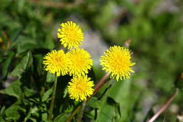 A bunch of blooming dandelions blooming in spring in nature. 