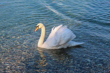swan on the lake