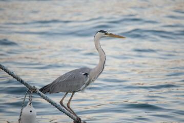 gray heron, sea, bird, heron, nature, animal, grey, water, great blue heron, wild, blue heron, fishing, istanbul