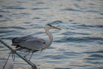 gray heron, sea, bird, heron, nature, animal, grey, water, great blue heron, wild, blue heron, fishing, istanbul
