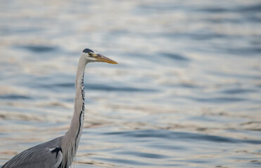 gray heron, sea, bird, heron, nature, animal, grey, water, great blue heron, wild, blue heron, fishing, istanbul