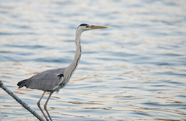 gray heron, sea, bird, heron, nature, animal, grey, water, great blue heron, wild, blue heron, fishing, istanbul