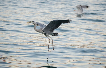 gray heron, sea, bird, heron, nature, animal, grey, water, great blue heron, wild, blue heron, fishing, istanbul