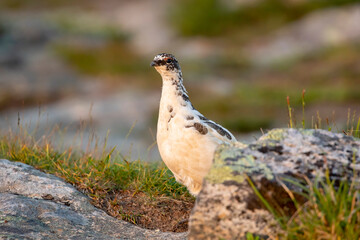 Beautiful white Rock ptarmigan, Lagopus muta standing on a stony ground in nature in Northern Finland