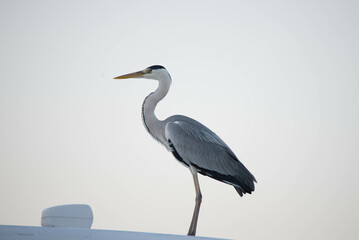 gray heron, sea, bird, heron, nature, animal, grey, water, great blue heron, wild, blue heron,...