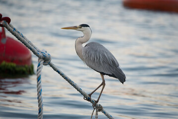 gray heron, sea, bird, heron, nature, animal, grey, water, great blue heron, wild, blue heron, fishing, istanbul