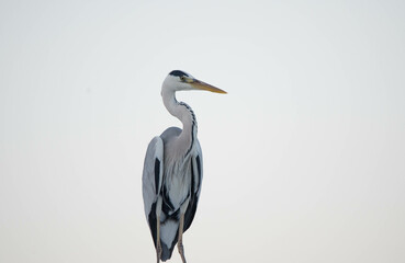 gray heron, sea, bird, heron, nature, animal, grey, water, great blue heron, wild, blue heron, fishing, istanbul