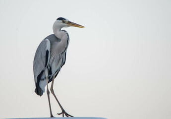 gray heron, sea, bird, heron, nature, animal, grey, water, great blue heron, wild, blue heron, fishing, istanbul