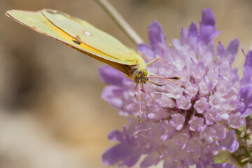 Mariposa Colias sobre flor Scabiosa