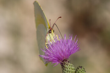 Mariposa Gonepteryx cleopatra en cardo morado