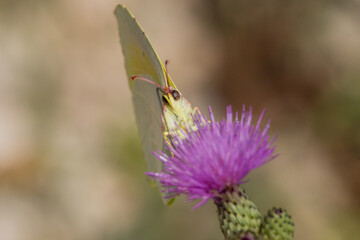 Mariposa Gonepteryx cleopatra en cardo morado