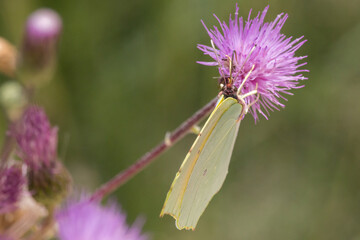 Mariposa Gonepteryx cleopatra en cardo morado