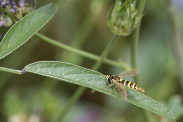 Mosca abeja sphaerophoria scripta