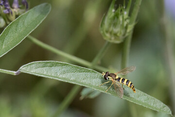 Mosca abeja sphaerophoria scripta