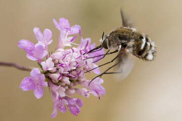 mosca abeja bombylius recogiendo nectar