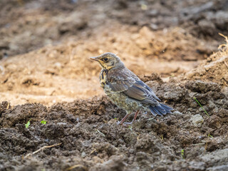 A fieldfare chick, Turdus pilaris, has left the nest and sitting on the spring lawn. A fieldfare chick sits on the ground and waits for food from its parents.