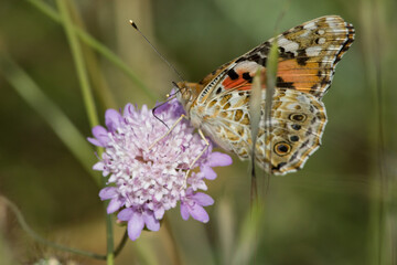 Mariposa Vanessa cardui sobre flor Scabiosa