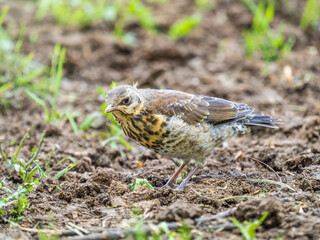 A fieldfare chick, Turdus pilaris, has left the nest and sitting on the spring lawn. A fieldfare chick sits on the ground and waits for food from its parents.