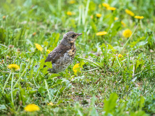 A fieldfare chick, Turdus pilaris, has left the nest and sitting on the spring lawn. A fieldfare chick sits on the ground and waits for food from its parents.