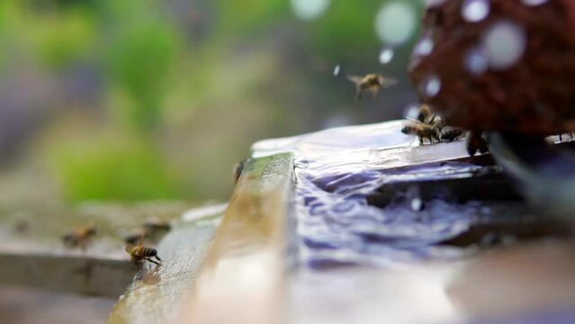 lavender and bees and butterflies and nature and water 