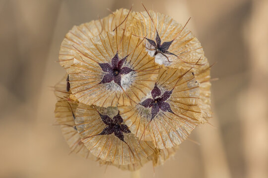 Flores Escabiosa, Lomelosia stellata