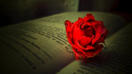 rose and book