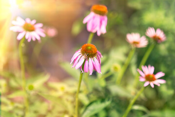Blooming purple coneflower. Echinacea purpurea , eastern purple coneflower or hedgehog coneflower	