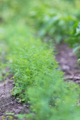 Fresh dill (Anethum graveolens) growing on the vegetable bed. Annual herb, family Apiaceae. Growing fresh herbs. Green plants in the garden, ecological agriculture for producing healthy food concept