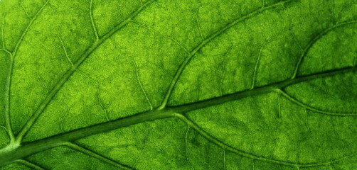 Plakat close up of leaf